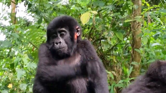 Mountain gorilla with injured ear Baby Uganda Bwindi Impenetrable Forest смотреть онлайн
