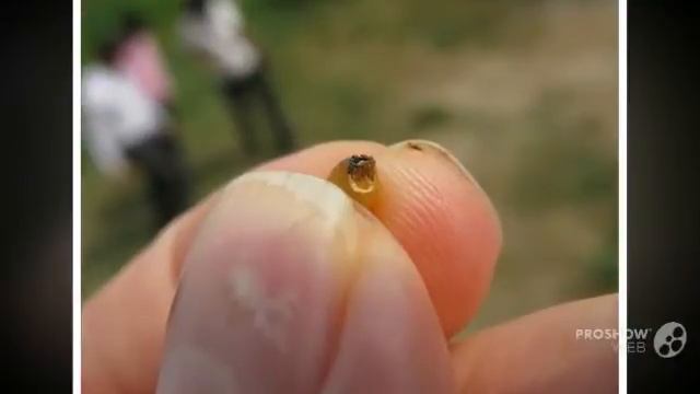 Alternaria Alternata - Fungi Kingdom
