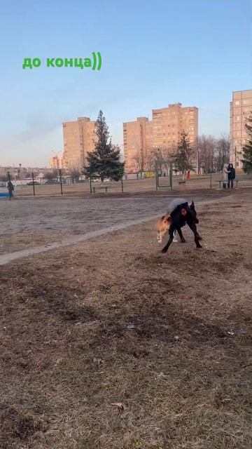 Doberman Sever #доберман #doberman #бигль #dobermann #приколы смотреть онлайн