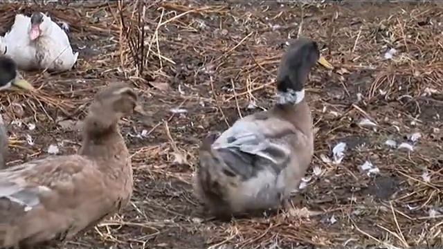 ЭТО ВКУСНО 10 10 14 хр8 37 смотреть онлайн