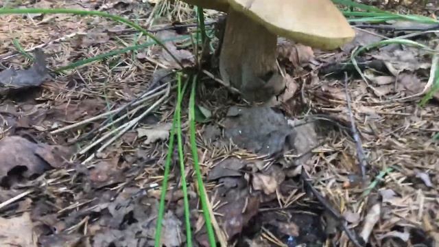 Воспоминания о лете. Грибы смотреть онлайн