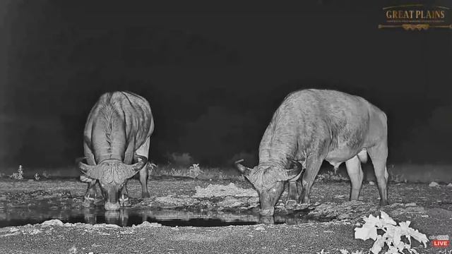 Cape Buffalo at Ol Donyo. africamLIVE. 03 June 2023 смотреть онлайн