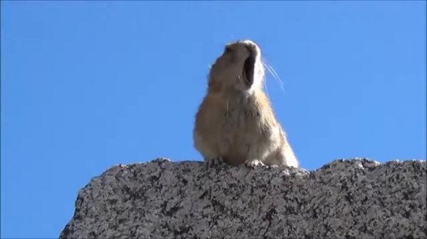 Песня хамика