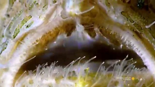 Wonders In Ocean смотреть онлайн