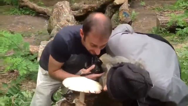 это мой гриб мем