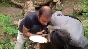 это мой гриб мем