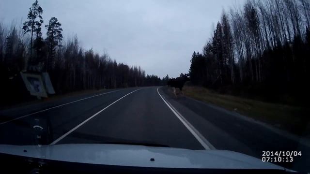 Лось на трассе смотреть онлайн