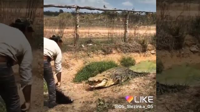 Я покажу кормление крокодилов смотреть онлайн