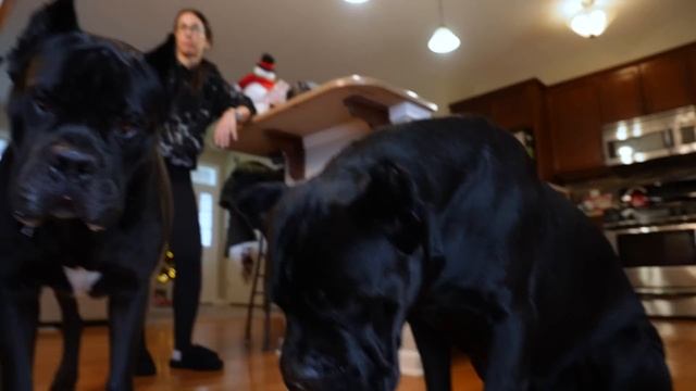 Training 2 Male Intact Dogs For Pack Hierarchy - Cane Corso
