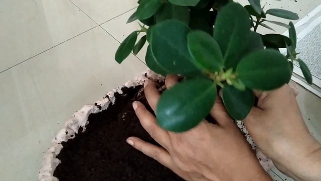 How to make root over rock bonsai with a pond and decorative miniatures(landscape) смотреть онлайн