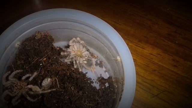 Nhandu chromatus molting смотреть онлайн