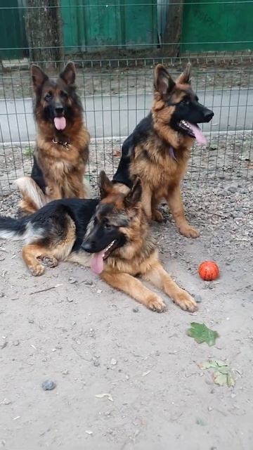 Щенки длинношерстной немецкой овчарки 6 месяцев. смотреть онлайн