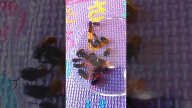 Peaceful Bees Osmia rufa & Osmia cornuta Do Not Sting: Make Bee Hotels in Garden. Ukraine. Russia смотреть онлайн