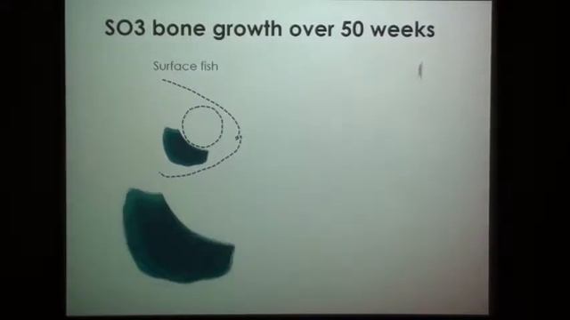The evolution and development of cranial asymmetry in the blind Mexican cavefish смотреть онлайн