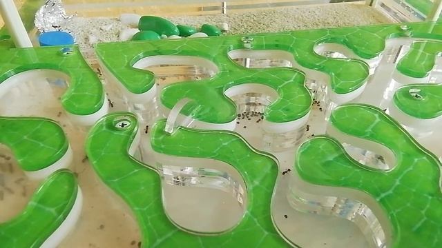 видео про муравьев с Ant plenet смотреть онлайн