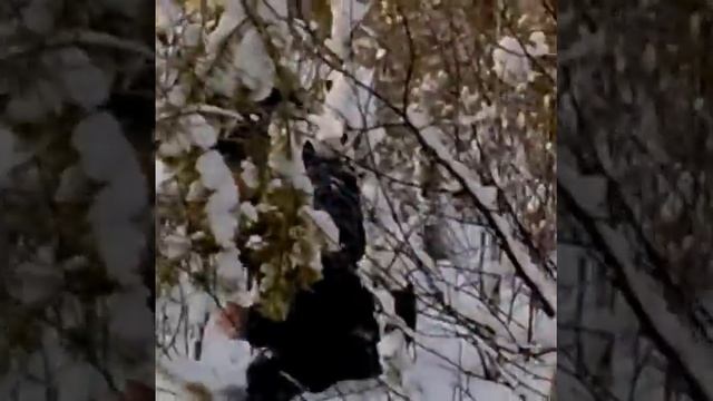 Глухарь с подхода смотреть онлайн