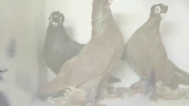 Голуби смотреть онлайн