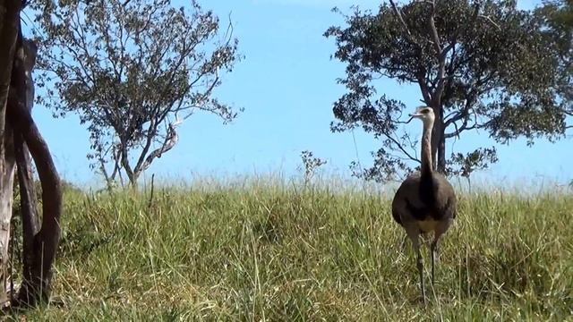 EMA macho (RHEA AMERICANA), GREATER RHEA, NANDU, Nhandu, Guaripé, Perambulando pelas pastagens. смотреть онлайн