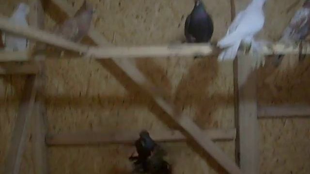 Северокавказские бойные голуби смотреть онлайн