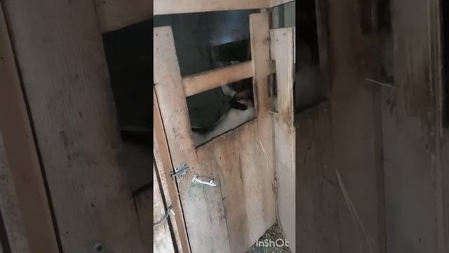 Лиса,Женева и просто хороший день. смотреть онлайн