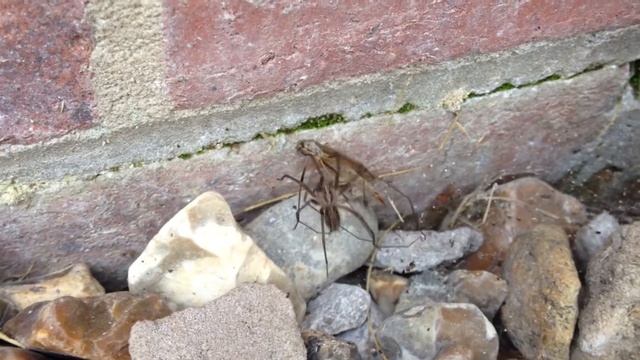 Spider fighting/Hunting with Crane Fly in my back garden смотреть онлайн