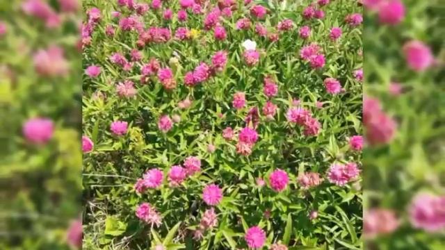 Лето. Травы смотреть онлайн