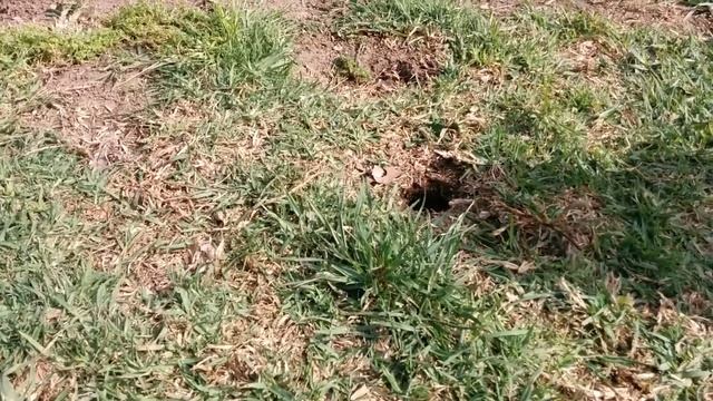 Суслик смотреть онлайн