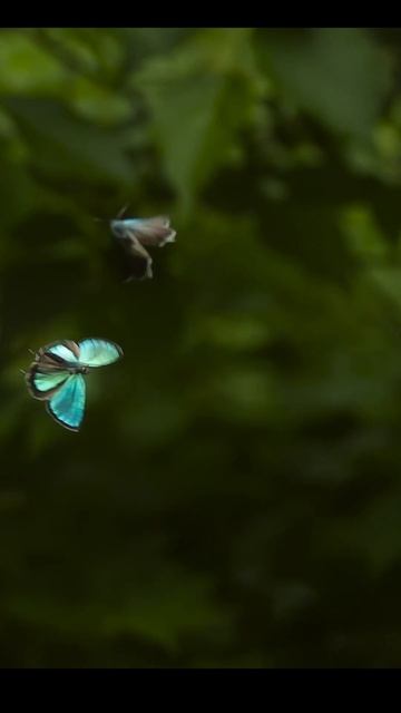 メスアカミドリシジミ卍飛翔【Chronos 2.1 1000fps/60fps】 #slowmotion #insects #butterfly смотреть онлайн