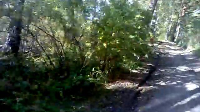 Дорога к опятам