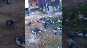 Голуби Курские