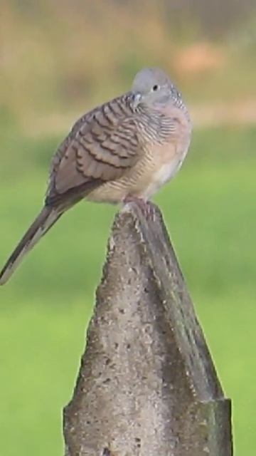 Doves living near my house 💕🦅 #shorts #birds #Animal смотреть онлайн