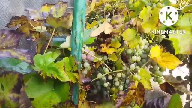 Спостереження за виноградом для дітей дошкільного віку смотреть онлайн