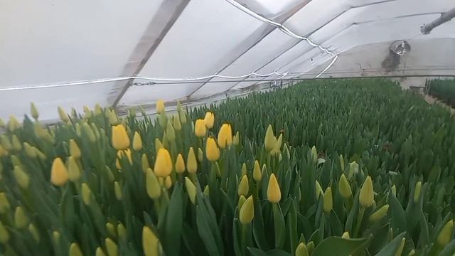 тюльпаны смотреть онлайн