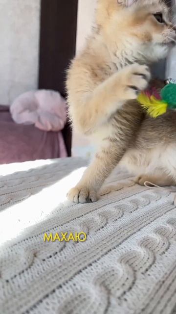 Британская золотая шиншилла котенок мальчик 🥰 #золотаяшиншилла #британскиекотята #котятавмоскве смотреть онлайн