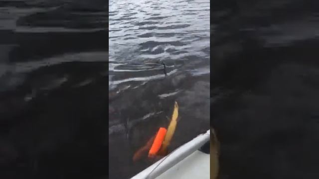 Щука весом 6.200 кг смотреть онлайн