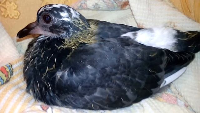 Птенец 4 (9 сентября 2020) – Хрипит смотреть онлайн