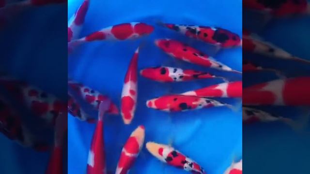 Японские карпы кои от Sakai, kohaku, sanke смотреть онлайн