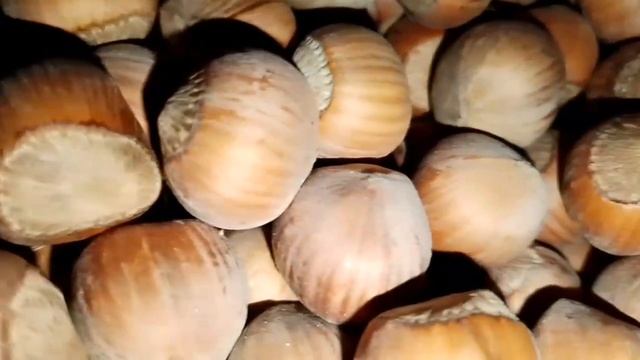 Фундук Ломбардский орех. Саженцы крупноплодного фундука Россия | Small Gardens