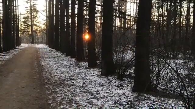 Forest air music by Sergey Orlov смотреть онлайн