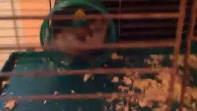 Моя хомячиха Хома бегает на нереальной скорости ,и на видео меня избивает мелкая сестра смотреть онлайн