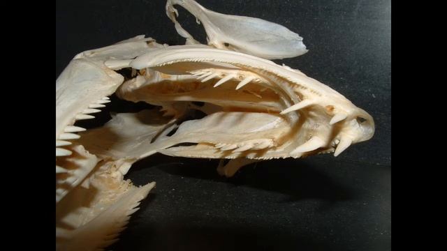 SALAMANDER SKULL BONES смотреть онлайн