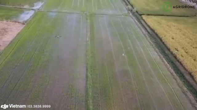 CẬN CẢNH DJI AGRAS T16 VÀ MG-1P PHUN THUỐC TRÊN CÁNH ĐỒNG смотреть онлайн