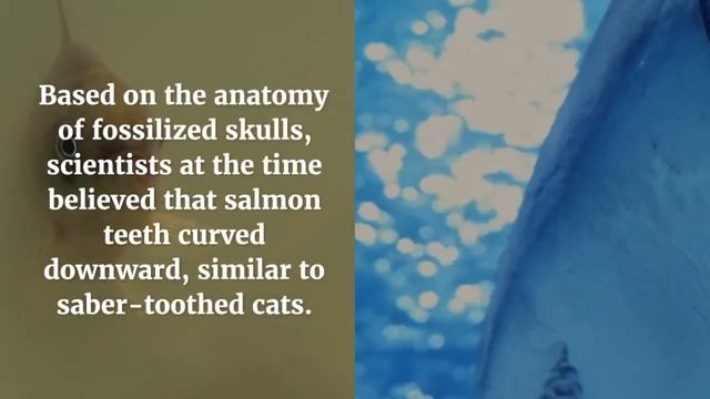This prehistoric fish was nearly 9 feet long and had giant sabres for teeth смотреть онлайн