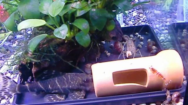 10歳以上のタイガープレコとヤマトヌマエビ Peckoltia,Japonica shrimp Estimated over 10 years old смотреть онлайн