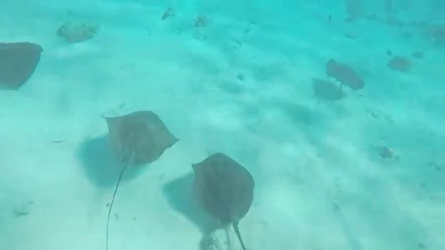 Diving with an octopus and southern stingrays in Grand Cayman! смотреть онлайн