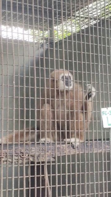 Gibbon 🐒 #gibbon #monkey #foryou #foryoupage #shorts смотреть онлайн