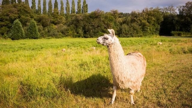 Tunog Ng ALPAKA | Sound Of ALPACA