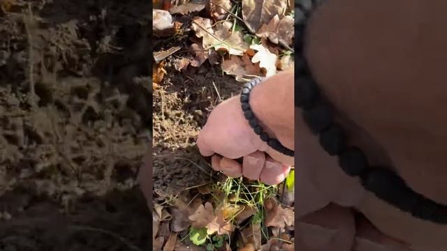 Tuber brumale смотреть онлайн