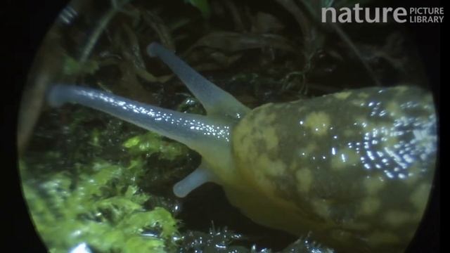 Yellow slug leaving a slime trail and extending and retracting its eyestalk, footage taken using an смотреть онлайн