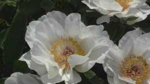 Пион Lavender Whisper